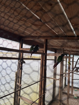 Elbląg Sprzedam papugi 3 samice Barabandy. Koszt za jedną 170.