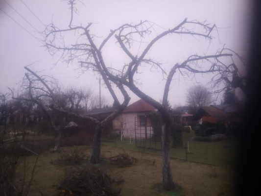 Elbląg SZUKAM PRACY DORYWCZEJ. MOGĘ NP, PRZYCIĄĆ DRZEWA, KRZYWY, OGRODOWE ROZBIÓRKI, MOGĘ OPRÓŻNIĆ GARAŻ, PIWNICĘ,