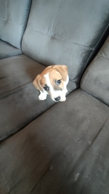 Elbląg Oddam pieski Jack Russell terrier za karmę o wartości 300zl dwie sunie i jeden piesek więcej info na priv