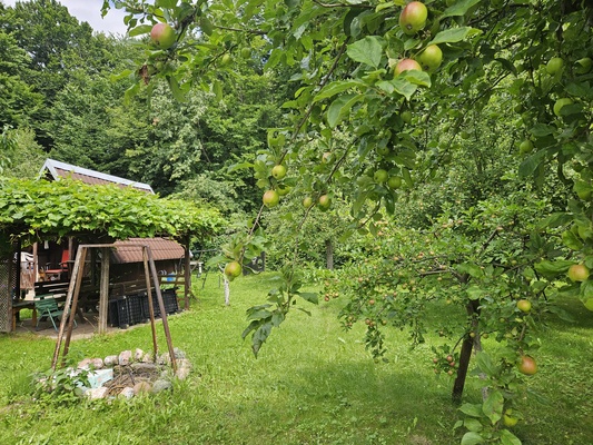 Elbląg Sprzedam działkę na terenie ROD KOTLINKA.