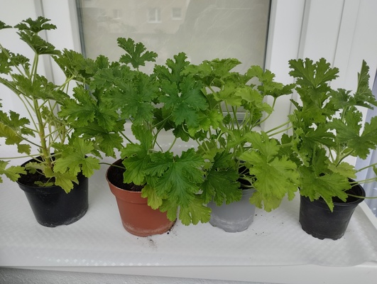 Elbląg Sprzedam anginkę-geranium. Cena 20 zł za sztukę. Ta roślinka ma właściwości m. in. przeciwzapalne,