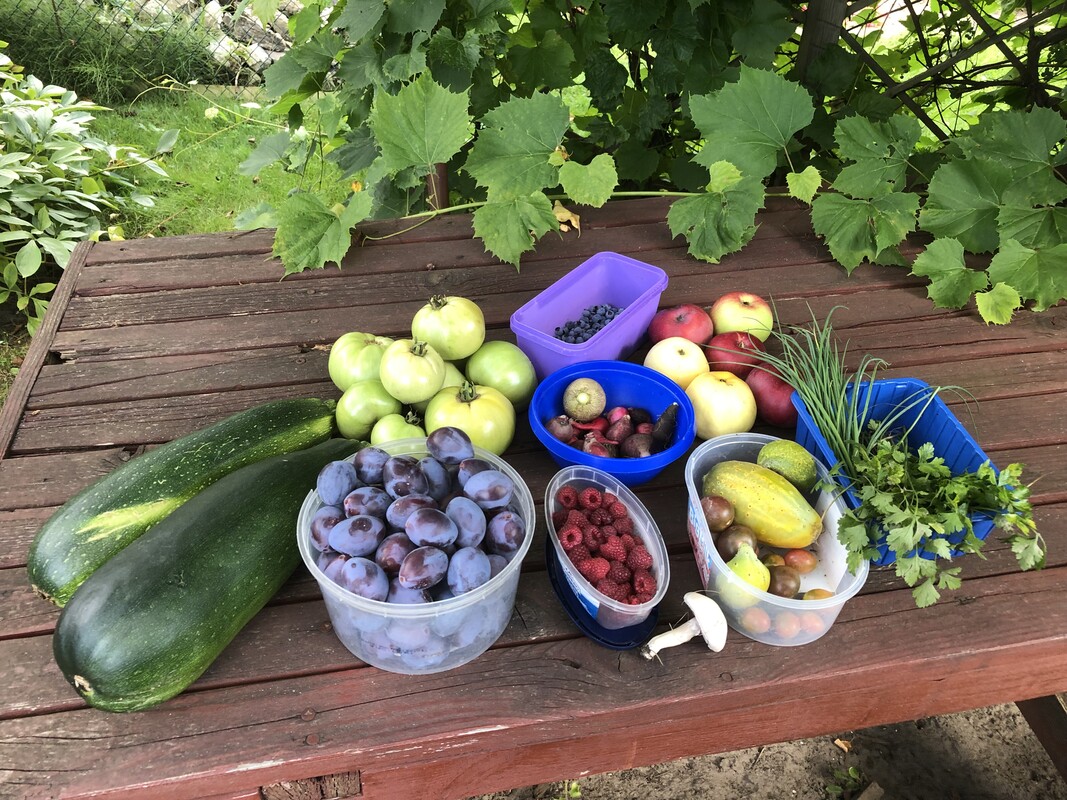 Elbląg NOWA NIŻSZA CENA
Sprzedam działkę w ROD im. ”Podchorążych”