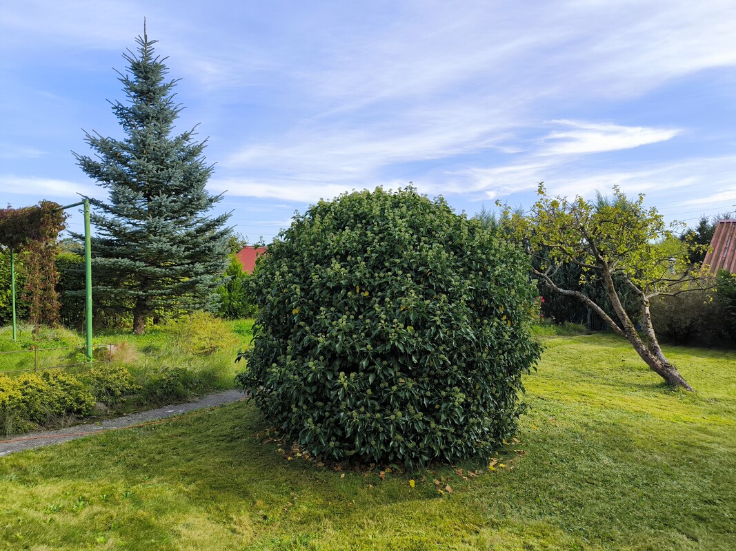 Elbląg Sprzedam zadbaną działkę ogrodniczą w ROD BRATEK 500 m2 (prąd + woda)