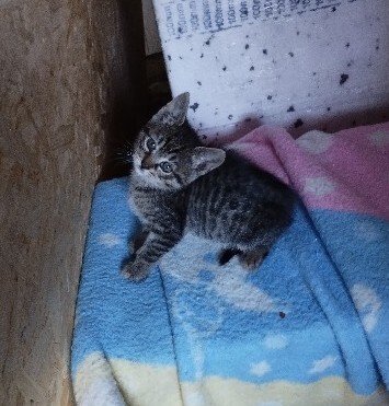 Elbląg Witam, szukam dla przemiłych puszystych kuleczek kochającego domu, osób które naprawdę pokochają i dadzą ciepły