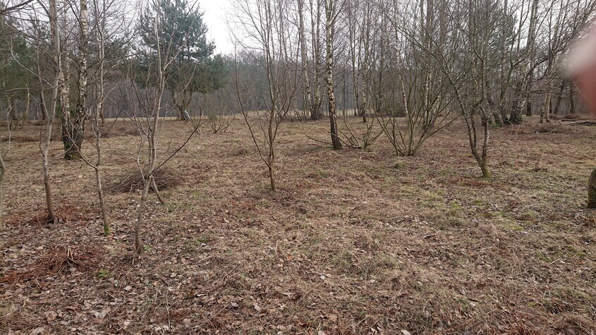 Elbląg SPRZEDAM 2 DZIAŁKI POD MILEJEWEM W OKOLICY ZAJĄCZKOWA, 80 M OD KOMPLEKSU LEŚNEGO,