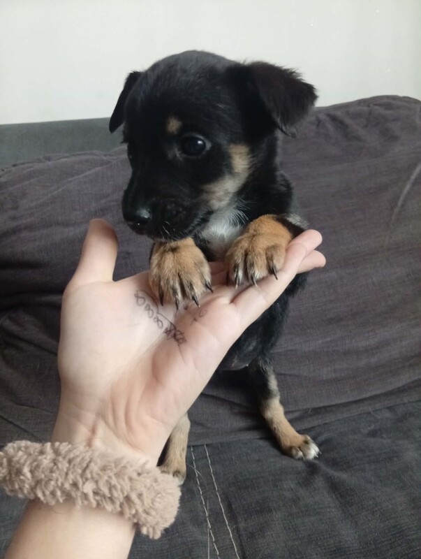 Elbląg Oddam w dobre ręce pieski kundelki 4 pieski i 4 suczki, będą małe