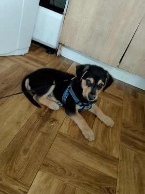 Elbląg Dzień dobry oddam szczeniaka 2 miesięcznego. Wysokości będzie do kolana.