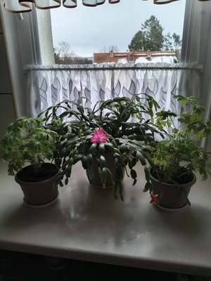 Elbląg Grudnik różowe kwiaty 1 doniczka + 2 doniczki geranium / anginka/ oddam za paczke kawy ziarnistej lawazza op 1 kg