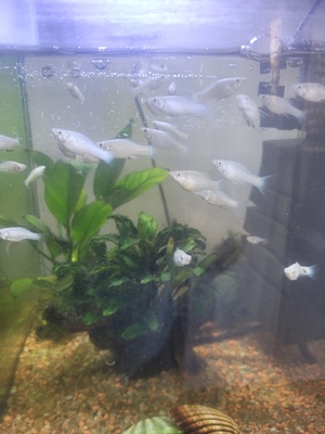 Elbląg Sprzedam. Ok 20-25szt. Molinezja srebrzysta (biala)wielkość do ok. 3cm