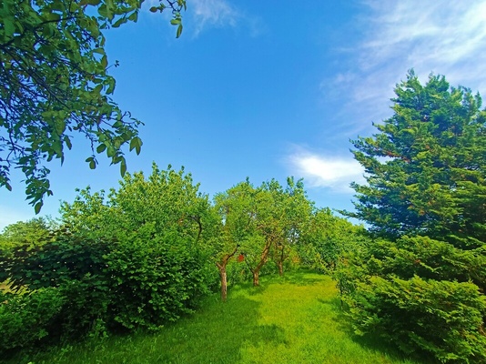 Elbląg 🌳 DZIAŁKA REKREACYJNO-WYPOCZYNKOWA ROD ELBLĄG UL. KOŚCIUSZKI 🌞DUŻA 560m2 z altanką i wodą