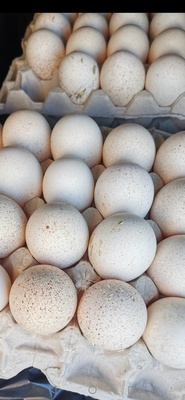 Elbląg Sprzedam jajka indycze
Większe i wartosciowsze od kurzych
Cena 1 złoty za sztukę 
Przy wiekszej ilosci rabat