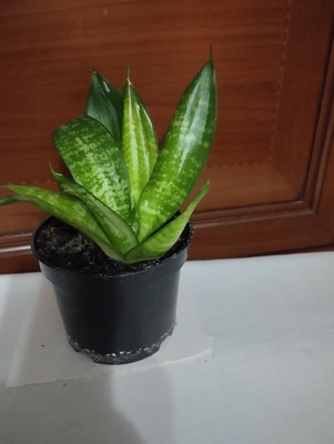 Elbląg Sprzedam Sansewieria Green Hahnii -miniaturowa wężownica
Niewielkich rozmiarów odmiana sansewierii o