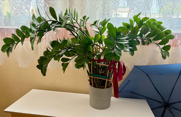 Elbląg Sprzedam  kwiata Zamioculcas  - duży, wysokość około metra bardzo rozłożysty.0dbiór osobisty w Elblągu.