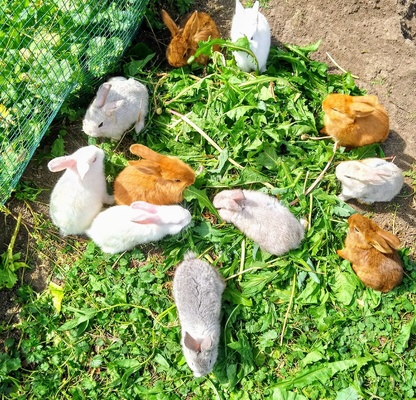 Elbląg Sprzedam młode króliki mieszańce mają 6 tygodni dostępne samce i samice. Cena za sztukę.
