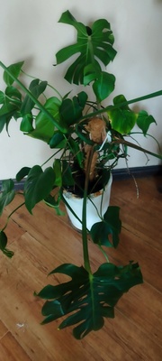 Elbląg Sprzedam kwiata