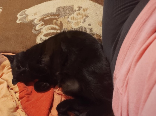 Elbląg Witam mam do oddania w dobre ręce 2 piękne koty rodzeństwo kota i kotkę cala czarna to kotka lala a czarno -