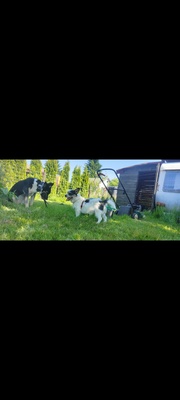 Elbląg Sprzedam działkę rod w Elblągu. Działka ma 497 M2 prostokątna na płaskim terenie na działce znajduje się