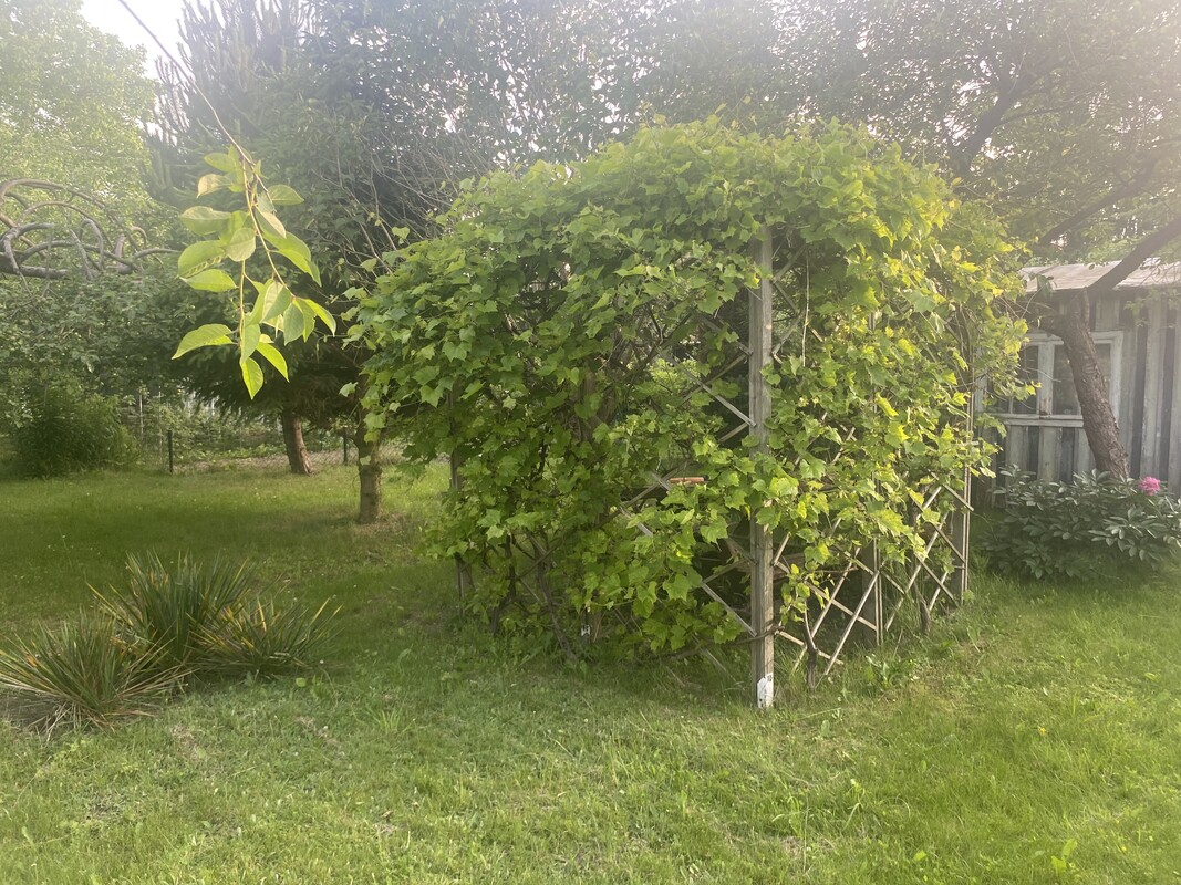 Elbląg NOWA NIŻSZA CENA
Sprzedam działkę w ROD im. ”Podchorążych”