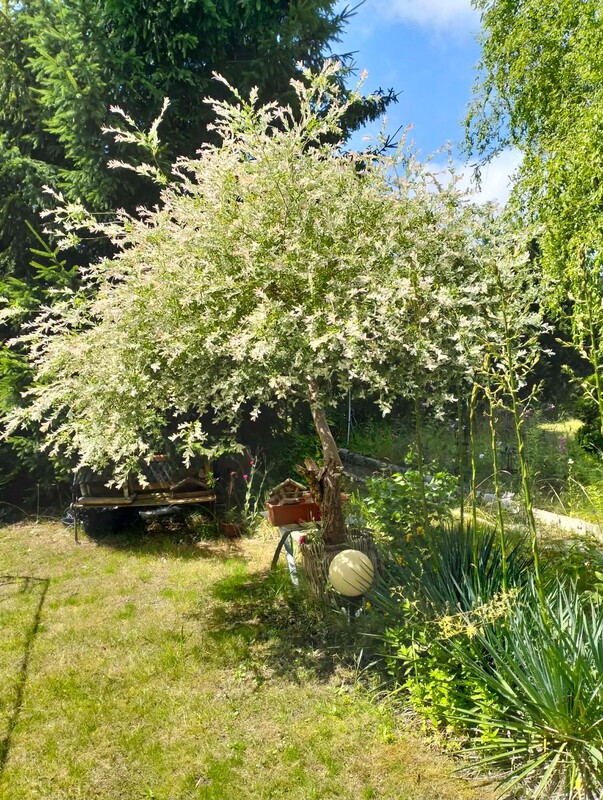 Elbląg Sprzedam działkę ROD, ,Bratek” w Elblągu