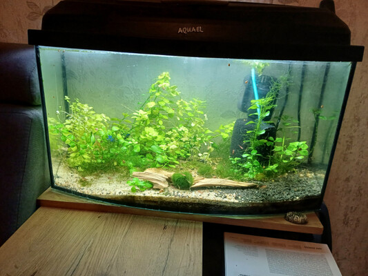 Elbląg Akwarium 50l. oraz pokrywa  z oświetleniem 10W + filtr +rośliny + krewetki, rybki