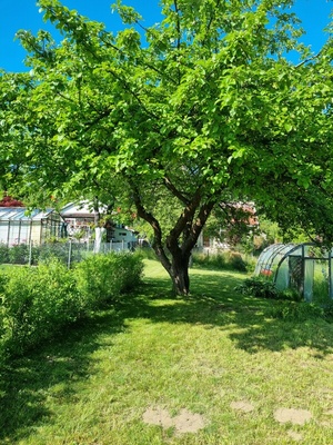 Elbląg 🌳 Działka ROD Bielany Wzgórze 🌞