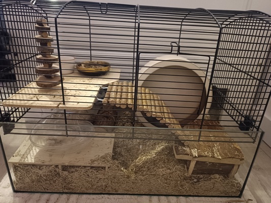 Elbląg Sprzedam, małego uroczego chomika dżungarskiego. Jest zdrowy, zadbany i bardzo ruchliwy. Ma mięciutkie szare