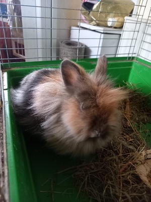 Elbląg Sprzedam kroliczki cena do negocjacji