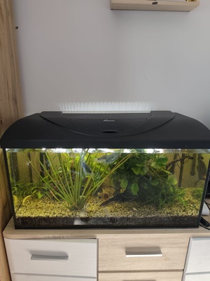 Elbląg Akwarium 112l z pokrywą
Filtr fluval 207
Grzałka Aquael
Napowietrzacz
Z życia: 4 gurami, 2 glonojady, 4