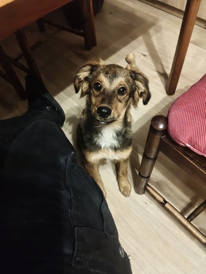 Elbląg Oddam za darmo ma wszystkie szczepienia jest odrobaczony
