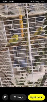 Elbląg Sprzedam papugi faliste wraz z klatką. 
Dwa samce i dwie samice, dwa kolory niebieskie i żółte. Urodzone w