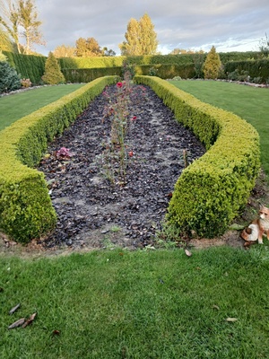 Elbląg Sprzedam piękny żywopłot z bukszpanu wys. 55-60cm. Szer
40-45cm.