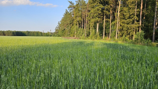 Elbląg Działki Bory Tucholskie przy lesie, blisko jezior z warunkami zabudowy