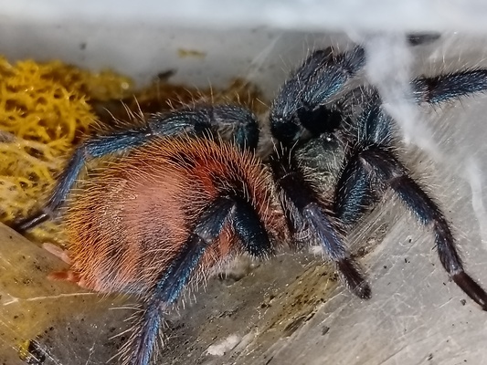 Elbląg Witam. Sprzedam cześć hodowli.
Parahybana ok 6 dc samica 200 zl
P. Cambridgei L6 ns 60 zl
A. Geniculata ok