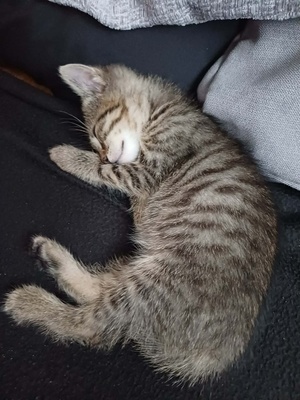 Elbląg Z powodu bardzo silnej alergii oddam kotke. Ma 3mc u mnie jest tydzień. Zalatwia sie do kuwety wszytko je.
