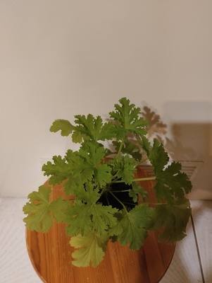 Elbląg Sprzedam anginkę-geranium. Cena 10 zł. Ta roślinka ma właściwości m. in. przeciwzapalne, przeciwbakteryjne,