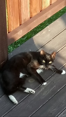 Elbląg Pilnie szukam domu dla malutkiej kotki. 
Wysterylizowana około 6 lat. Łagodna, lgnie do ludzi potrzebuje