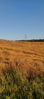Elbląg Sprzedam 3 tony owsa z tegorocznych zbiorów czysty, suchy, zworkwany