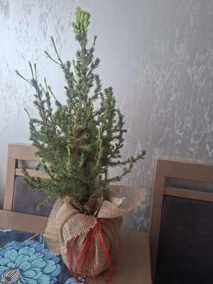 Elbląg Sprzedam świerk w donicy. Dostałam na początku grudnia. Puszcza już nowe pędy i szkoda go wyrzucić. 
Wysokość
