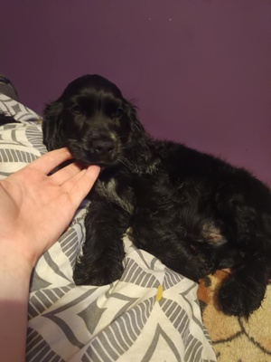 Elbląg Witam. Mam do oddania za darmo pieski Cocer spaniel angielski. Są trzy samce. Więcej informacji udzielę