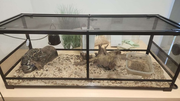 Elbląg Sprzedam używane Terrarium 120 x 45 x 60 cm
W bardzo dobrym stanie, składane, praktyczne terrarium idealne dla