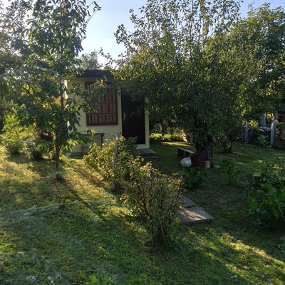 Elbląg Odstąpię działkę ROD w Elblągu ul Mickiewicz