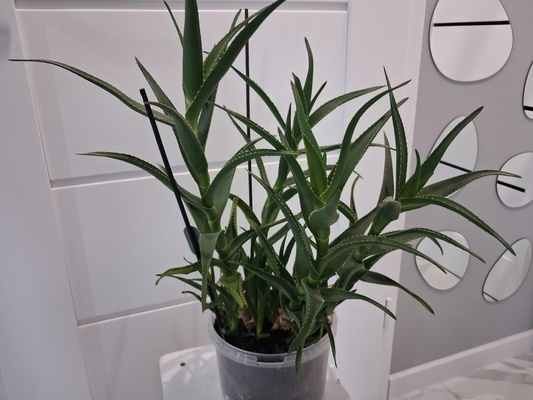 Elbląg ALOES DRZEWIASTY
Świeża, zdrowa roślina aloesu drzewiastego w doniczce. Aloes to popularna roślina doniczkowa,