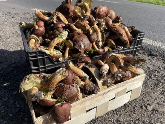 Elbląg Sprzedam podgrzybki dzisiaj zbierane
Dowiozę na trasie kąty Rybackie nowy dwór elblag
Cena za kg