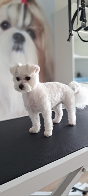 Elbląg 🐾 Psi fryzjer SOFII zaprasza! 🐶  Do końca sierpnia - 15% rabatu na pierwszą wizytę!