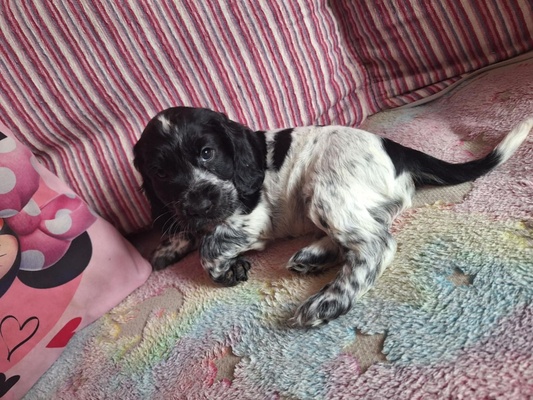 Elbląg Dzień dobry oddam za darmo Pieski Cocer spaniel angielski. Więcej informacji na priv.