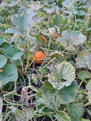 Elbląg Witam sprzedam dynie różne wielkości 2 zł kilo przy większej ilości negocjacja ceny