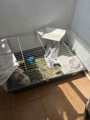 Elbląg Sprzedam królika francuskiego Baran ma około 4 miesiące klatka 100x60 cm cena do negocjacji sprzedaje z powodu
