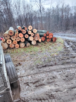 Elbląg Sprzedam drewno opałowe mieszane liściaste (buk, dąb, grab, brzoza, olcha, jesion, jawor)Zarówno metry, jak i