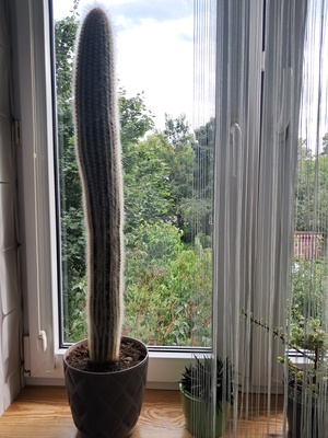 Elbląg Oddam kwiata kaktusa wysokość 90 cm z donniczką za kawę jacobs crema.