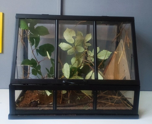 Elbląg Sprzedam terrarium z patyczakami, 
osobniki 5-10cm. 
Terrarium o wymiarach 45x22x35,z otwieraną klapą.